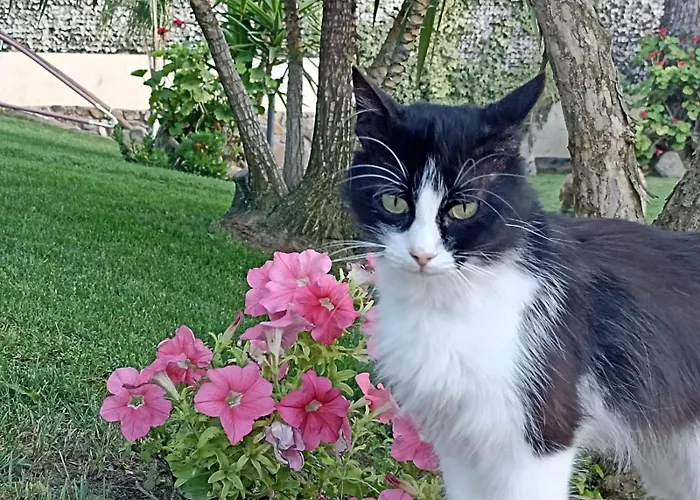 Rebecca Solanas (Cagliari)