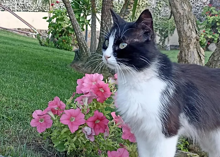 Vakantiehuis Rebecca